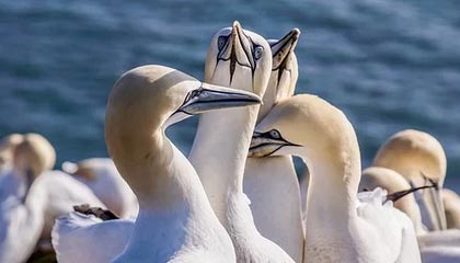 摩尔多瓦女足赛事中，安道尔队取得胜利