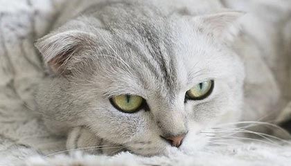 马刺新秀逐渐融入球队体系，贡献出色协助球队连胜