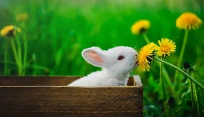 利物浦领跑积分榜，向着英超冠军冲刺